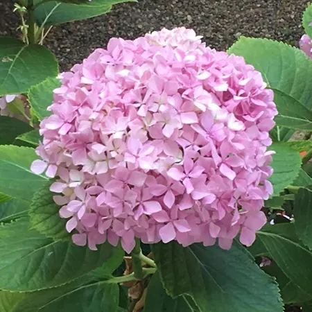 מלון Rosa Dels Vents 3*